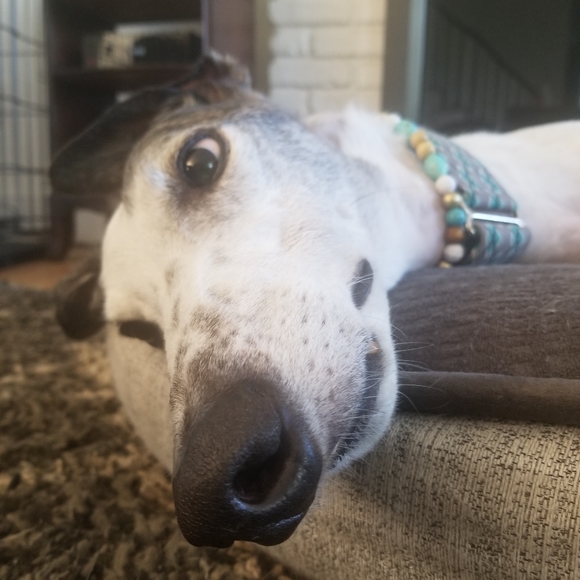 Meet your Posher, Samantha - Picture 7 of 7